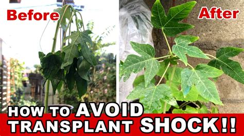 bamboo transplant shock|Transplant Shock: How to Prevent & Reduce .